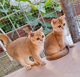 Gattine Scottish straight con pedigree