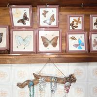collezione farfalle