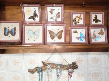 collezione farfalle