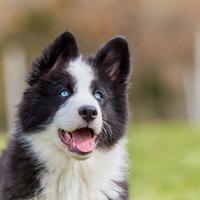Ranger, cucciolotto di Yakutian Laika
