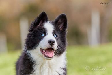 Ranger, cucciolotto di Yakutian Laika