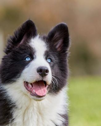 Ranger, cucciolotto di Yakutian Laika