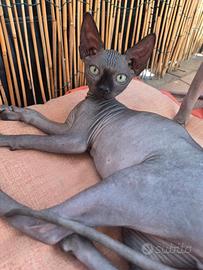 Cuccioli di Sphynx
