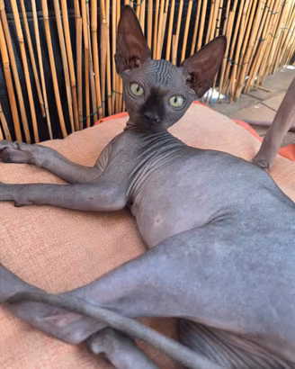 Cuccioli di Sphynx