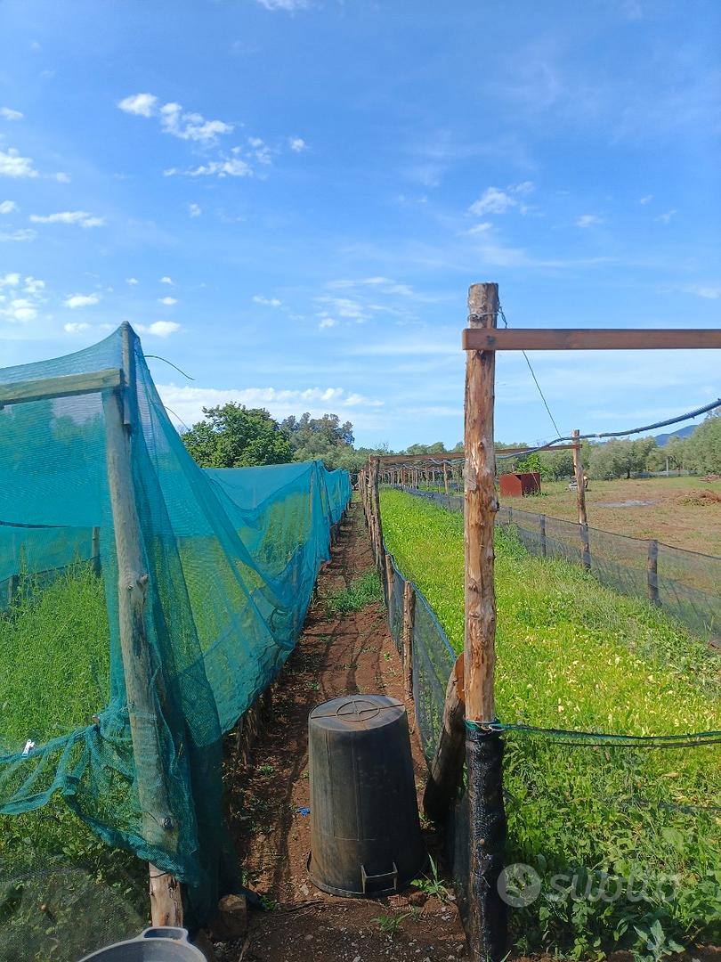 Terreno agricolo - Azienda agricola - Vista 3
