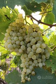 Uva da vino