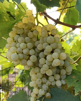 Uva da vino