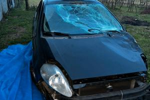 smembro grande punto