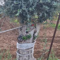 alberi ulivo