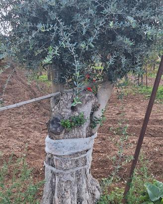 alberi ulivo