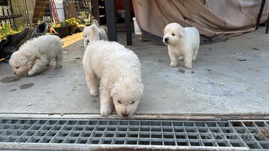 Cuccioli pastore maremmano