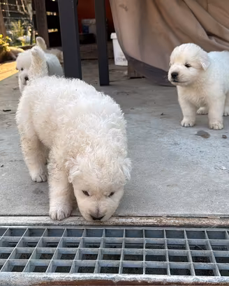 Cuccioli pastore maremmano