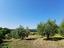 Immagine 7