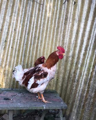 Gallo livornese