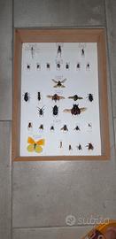 Entomologia Agraria