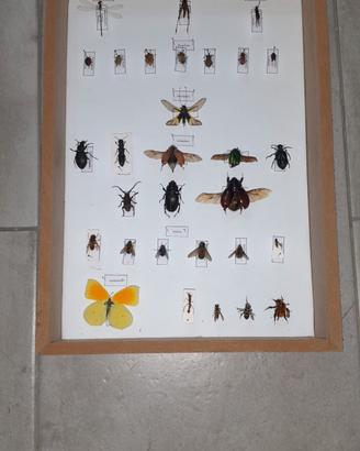 Entomologia Agraria