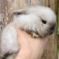 Cuccioli minilop coniglio nano
