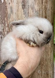 Cuccioli minilop coniglio nano