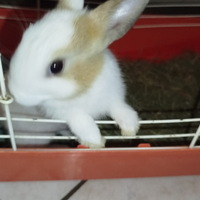 Coniglietto maschio alta genealogia