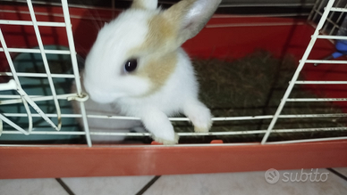 Coniglietto maschio alta genealogia