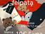 Immagine 6