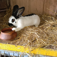 Conigli Papillon femmine