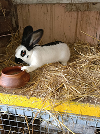 Conigli Papillon femmine