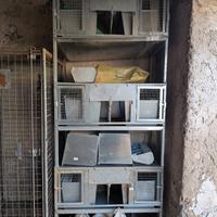 fattrici per conigli a 2 cuccie