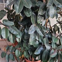 Ficus elastica XL