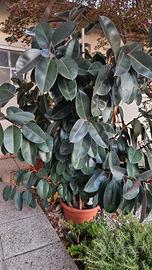 Ficus elastica XL