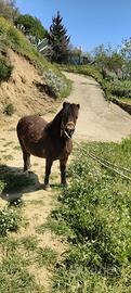 Pony femmina