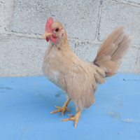 Galletto Beige serama