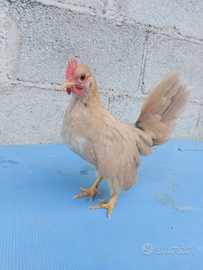 Galletto Beige serama