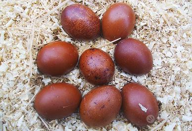 gallo marans