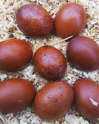 gallo marans