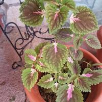 pianta ornamentale coleus coleo Colorata 