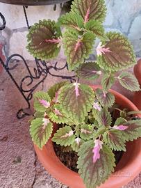 pianta ornamentale coleus coleo Colorata 