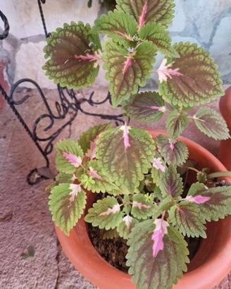pianta ornamentale coleus coleo Colorata 