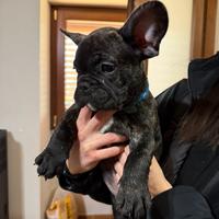 Bulldog francese, ultimi due della cucciolata