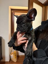 Bulldog francese, ultimi due della cucciolata