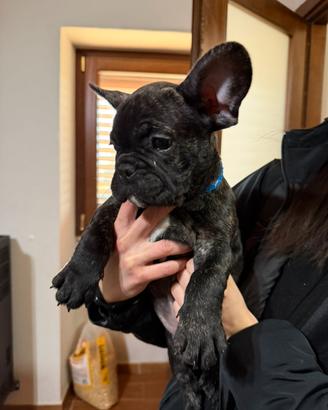 Bulldog francese, ultimi due della cucciolata