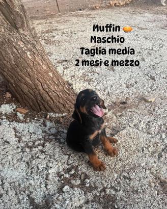 Cuccioli di cane alla riscossa