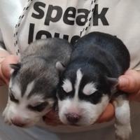 Cuccioli di Husky siberiano
