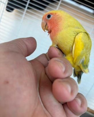 Pappagalli