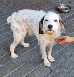 BIANCO CANE METICCIO