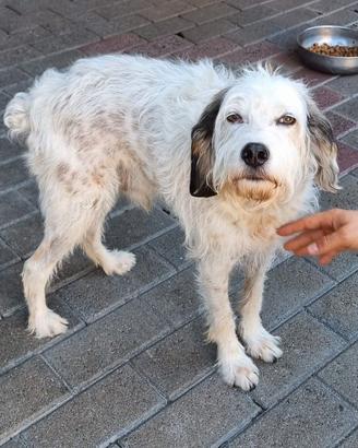 BIANCO CANE METICCIO