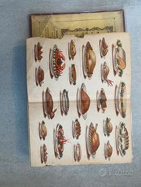 Mrs Beeton’s - libro antico da collezione