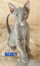 Dolcissimi gattini