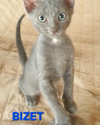 Dolcissimi gattini