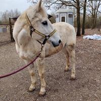 Cavalla quarter grigia